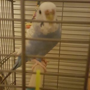 Meet your Posher, Norma